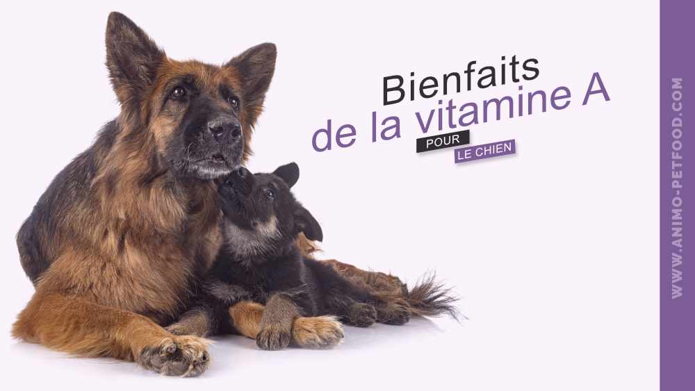 vitamine-a-pour-les-chiens